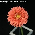 Gerbera Cottyorange